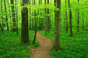 walking path in the forest